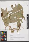 Foto von Salix caprea L.